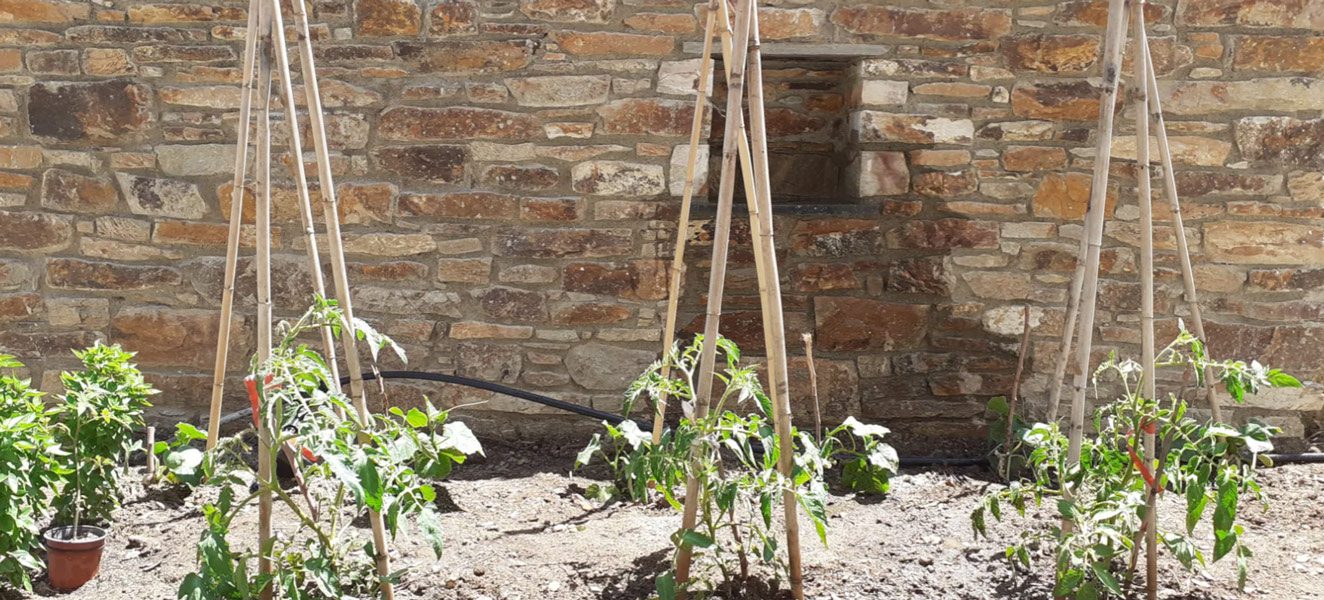 Garden Dutch Icarian Longevity